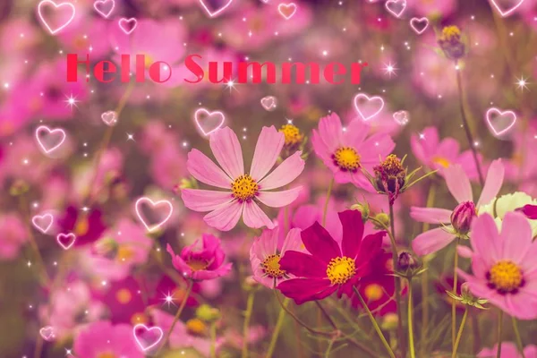 Hello Summer banner. Text på fotot. Text Hello Summer. Ny månad. Ny säsong. Sommaren. Text på ett foto av blommor. Sommarblommor. — Stockfoto