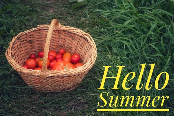 Hello summer banner. Text on the photo. Text hello summer. New month. New season. Welcome card