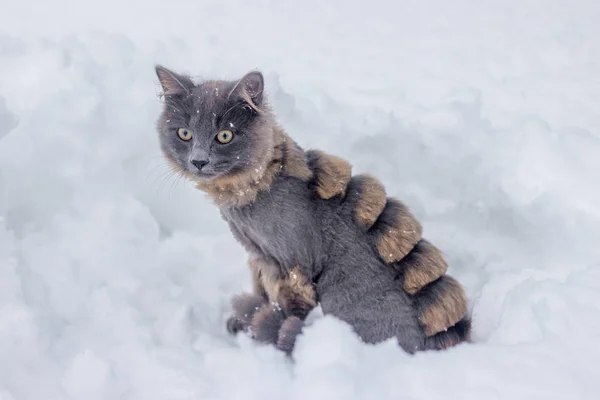 昼間雪の中を歩く髪型の灰色の猫 — ストック写真