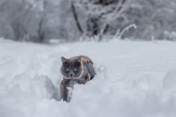 昼間雪の中を歩く髪型の灰色の猫 — ストック写真