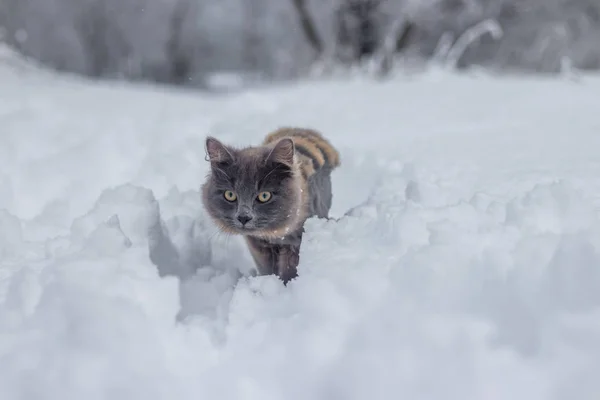 Gray cat with haircut walking in snow at daytime