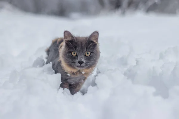 Gray cat with haircut walking in snow at daytime