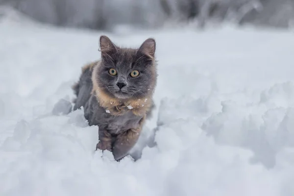 Gray cat with haircut walking in snow at daytime