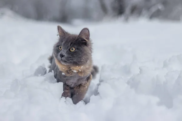 Szary Kot Fryzura Chodzenie Śnieg Dzień — Zdjęcie stockowe