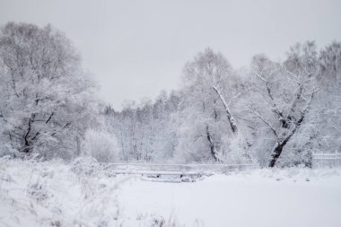 Bulutlu havada karlı parkın kış manzarası