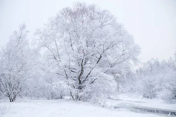 Winterlandschap Van Besneeuwd Park Bij Bewolkt Weer — Stockfoto