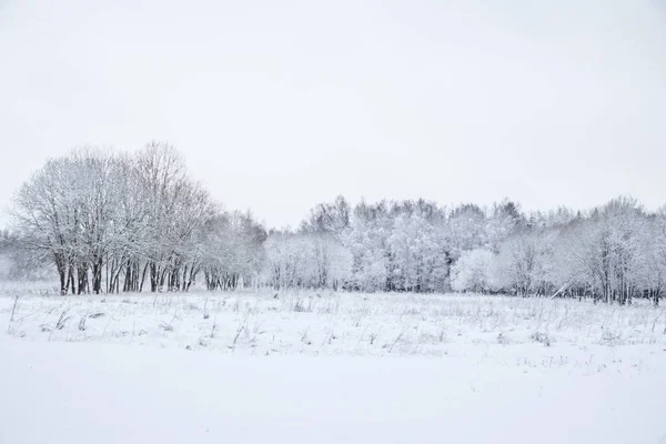 Winterlandschap Van Besneeuwd Park Bij Bewolkt Weer — Stockfoto