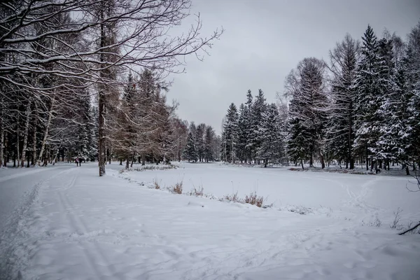 Paisaje Invernal Parque Nevado Clima Nublado — Foto de Stock