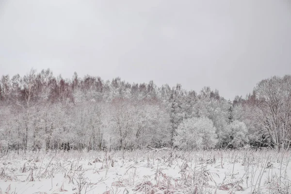 Bulutlu havada karlı parkın kış manzarası