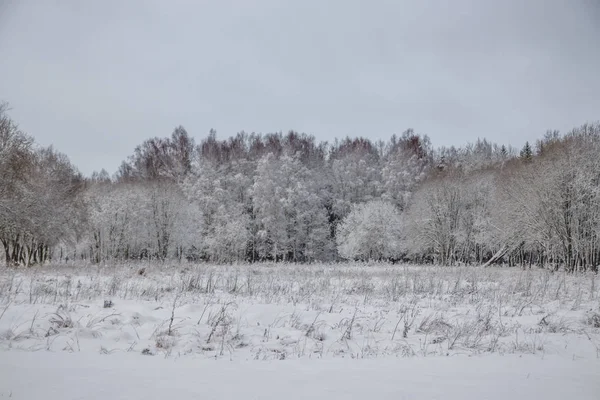 Winter Landscape Snowy Park Cloudy Weather — Stock Photo, Image