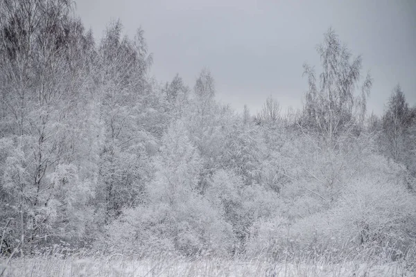 Winterlandschap Van Besneeuwd Park Bij Bewolkt Weer — Stockfoto