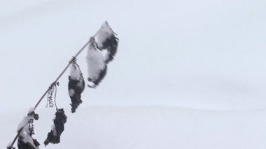 kışın karlı şube, closeup , video