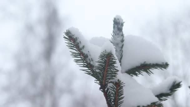 Besneeuwde Spar Tak Winter Close — Stockvideo