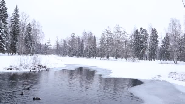 Πάπιες Κολυμπούν Στη Λίμνη Του Χειμώνα Βίντεο — Αρχείο Βίντεο