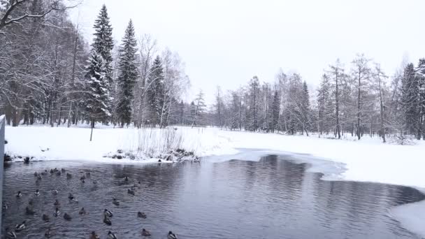 アヒルは冬の湖で泳ぐ ビデオ — ストック動画