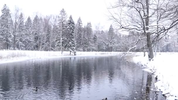 Los Patos Nadan Lago Invierno Video — Vídeos de Stock