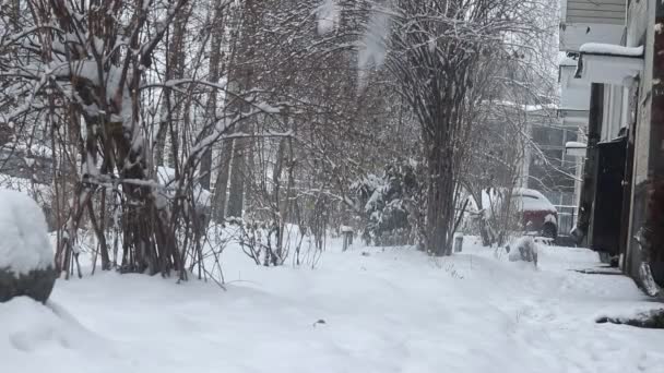 Snön faller ovanpå buskarna. Fallande snö video. — Stockvideo