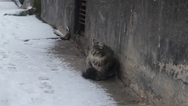 Sokak kabarık kedi ve kar yağıyor. Korkmuş bir kedi oturur ve etrafa bakar. Sokakta kedi — Stok video