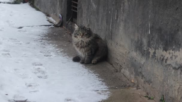 Sokak kabarık kedi ve kar yağıyor. Korkmuş bir kedi oturur ve etrafa bakar. Sokakta kedi — Stok video