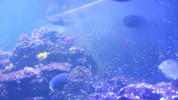 Fish in the aquarium. Video of fish swimming in an aquarium. — Stock Video