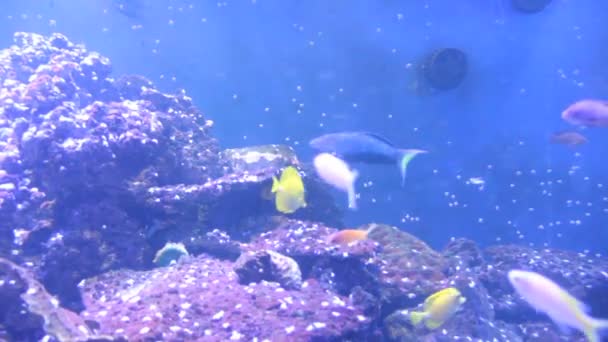 Peces en el acuario. Video de peces nadando en un acuario . — Vídeos de Stock