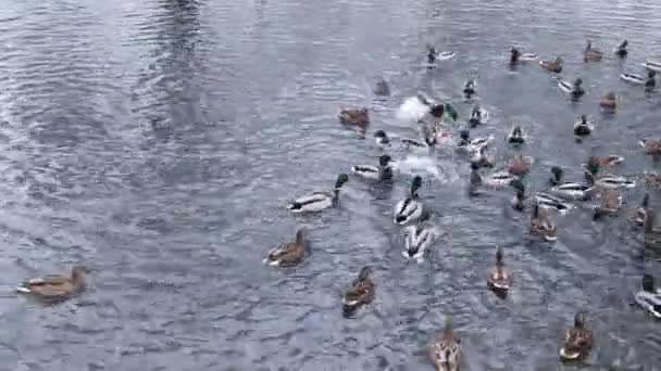 鸭子在湖上游泳。录像中有很多鸭子。鸭子游来找一条面包。在湖上喂鸭子. — 图库视频影像