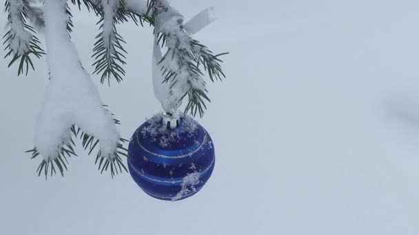 Ball on a branch of spruce in winter. Video snow and branch with a ball. Blue Christmas ball. — Stock Video