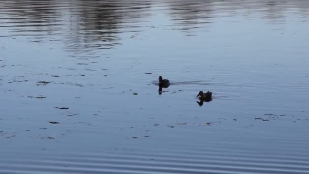 Eenden Zwemmen Het Herfst Meer Video — Stockvideo