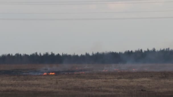 Fuoco All Aperto Erba Secca Che Cresce Nel Prato — Video Stock