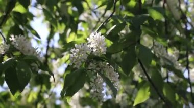 ağaç üzerinde elma ağacı çiçeği, bahar doğa