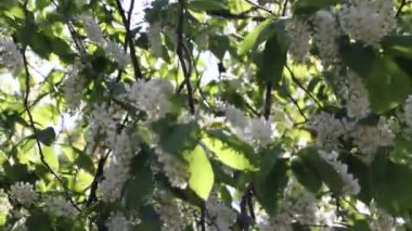 ağaç üzerinde elma ağacı çiçeği, bahar doğa