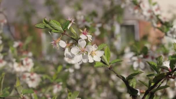 木に咲くりんごの木 春の自然 — ストック動画
