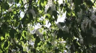 ağaç üzerinde elma ağacı çiçeği, bahar doğa