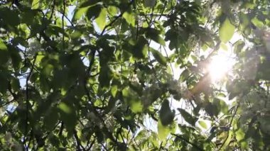 ağaç üzerinde elma ağacı çiçeği, bahar doğa