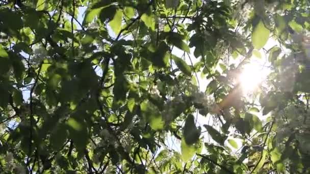 pommier fleurir sur l'arbre, printemps nature 