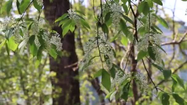 Zelené Větve Stromů Bílým Kvetím — Stock video