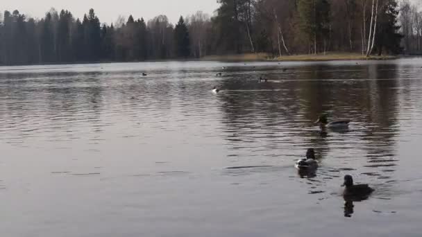 Patos Nadar Lago Outono Vídeo — Vídeo de Stock