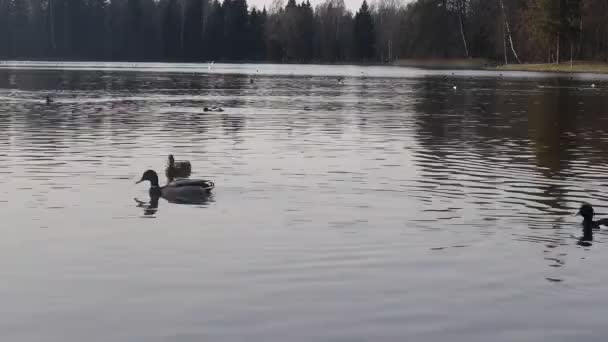 Eenden Zwemmen Het Herfst Meer Video — Stockvideo