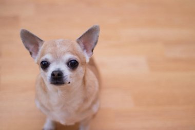 Muşyalı üzerinde hafif köpek chihuahua. Chihuahua yerde oturuyor. Bir evcil hayvan. Küçük bir köpek. Bakımlı köpek