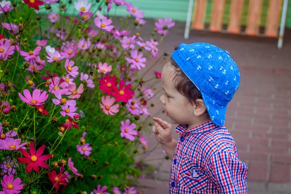 The boy is smelling pink flowers. Summer flowers. Smell the flowers. Aroma. Beautiful flowers . Little boy in shirt