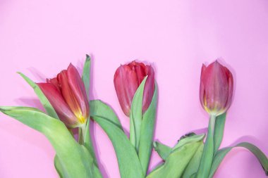 Kırmızı laleler pembe arka plan üzerinde izole. Metin için fotoğraf. Güzel çiçekler yaşa. Kırmızı çiçekler. Lale