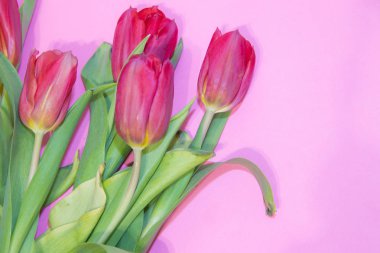 Kırmızı laleler pembe arka plan üzerinde izole. Metin için fotoğraf. Güzel çiçekler yaşa. Kırmızı çiçekler. Lale