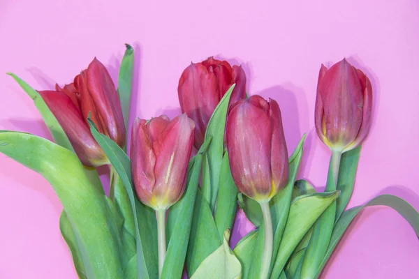 Tulipanes Rojos Aislados Sobre Fondo Rosa Foto Para Texto Vive — Foto de Stock