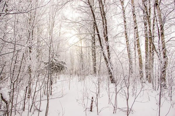 Paisaje Invernal Con Abedul Nevado Naturaleza Pintoresca — Foto de Stock