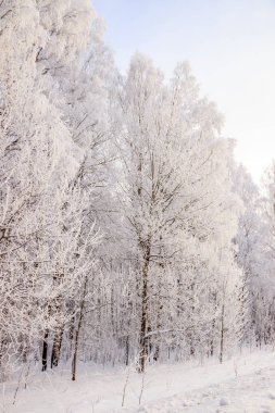Karlı huş ağacının olduğu kış manzarası, resim gibi doğa.