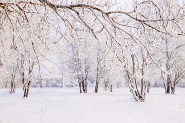 Karlı huş ağacının olduğu kış manzarası, resim gibi doğa.