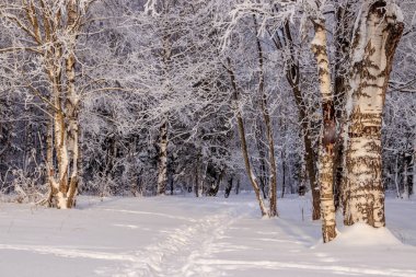 Karlı huş ağacının olduğu kış manzarası, resim gibi doğa.
