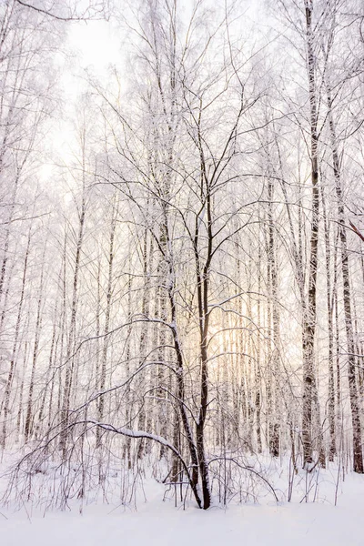 Χειμερινό Τοπίο Χιονισμένο Δάσος Σημύδας Γραφική Φύση — Φωτογραφία Αρχείου
