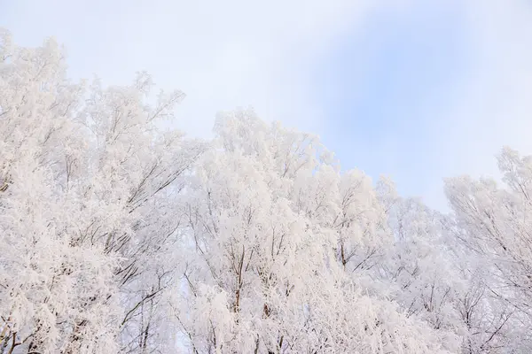 Winterlandschaft Mit Schneebedecktem Birkenhain Malerische Natur — Stockfoto