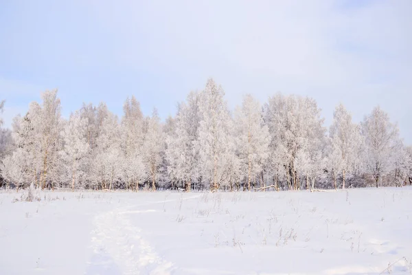 Χειμερινό Τοπίο Χιονισμένο Δάσος Σημύδας Γραφική Φύση — Φωτογραφία Αρχείου